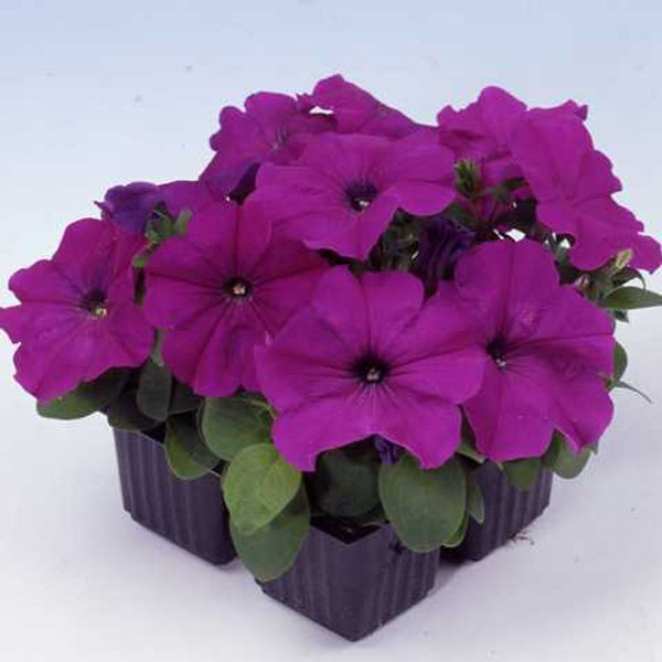 Петуния ИЗ РАЙДЕР ДИП ВАЙОЛЕТ (драже)