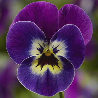 Виола Пенни violet tiger face