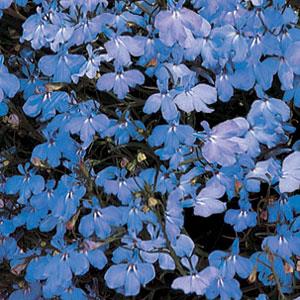 _Лобелия Регатта sky blue
