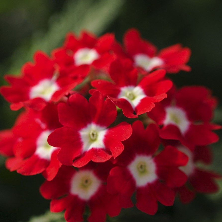 Вербена Тускани scarlet with eye