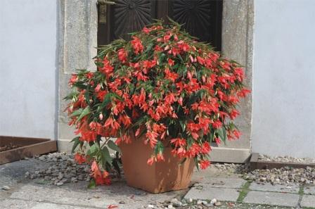 Бегония Копакабана salmon (драже)