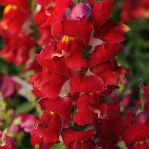 Архив Львиный зев Снэпшот red bicolor