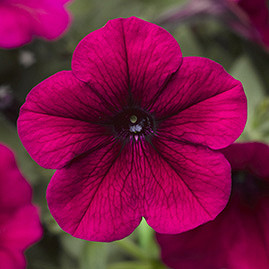 _Петуния Рамблин burgundy chrome (драже)