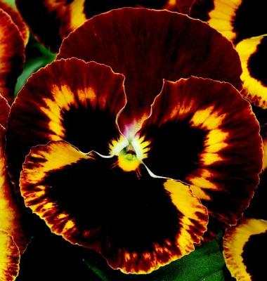 Виола Маммот on fire