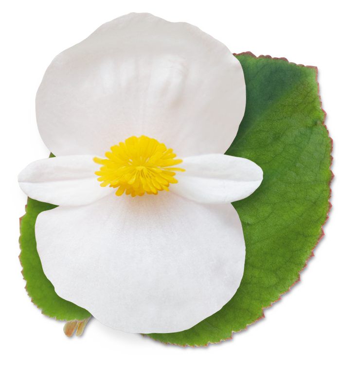 _Бегония Биг white with green leaf (драже)