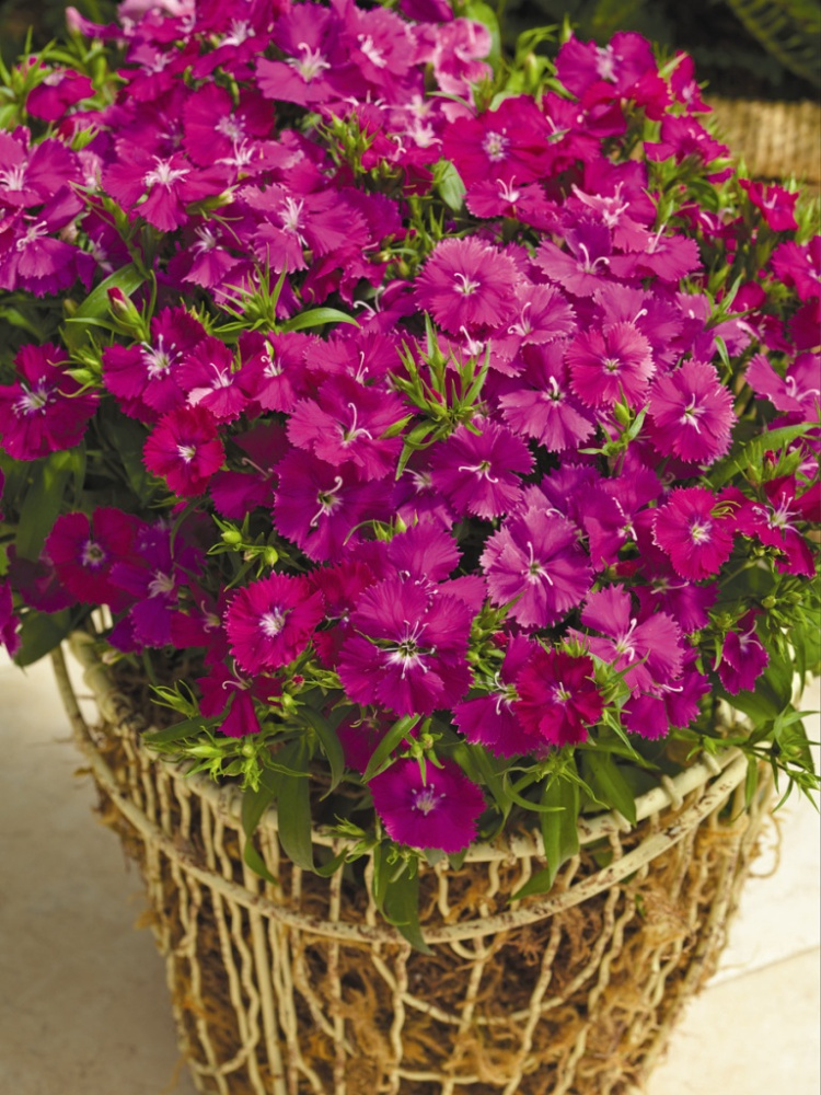 Гвоздика Дульсе violet