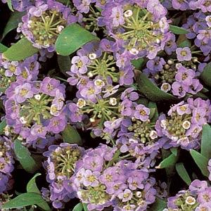_Алиссум Истер Бонет lavender