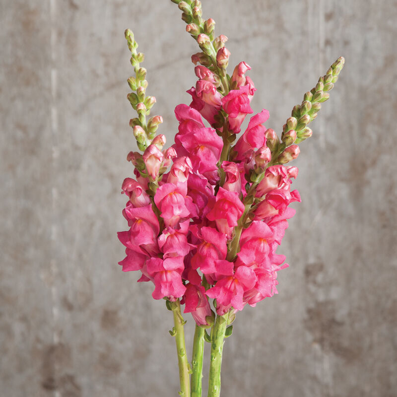 Львиный зев ПОТОМАК ЧЕРРИ РОУЗ