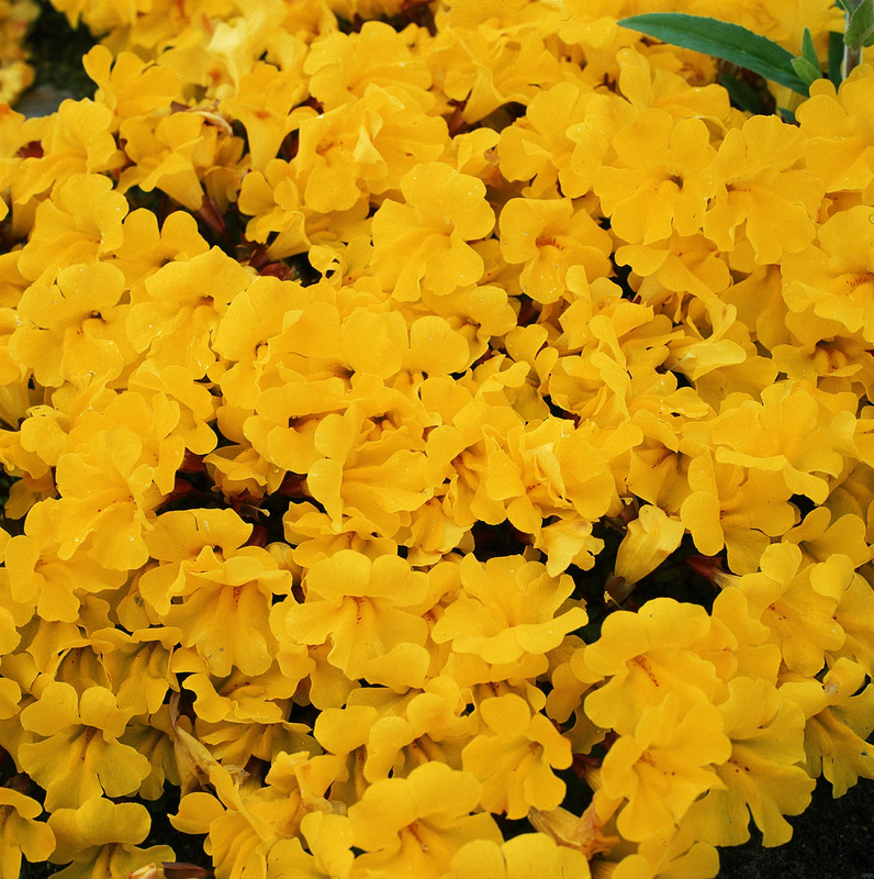 Архив Мимулюс Мэджик yellow
