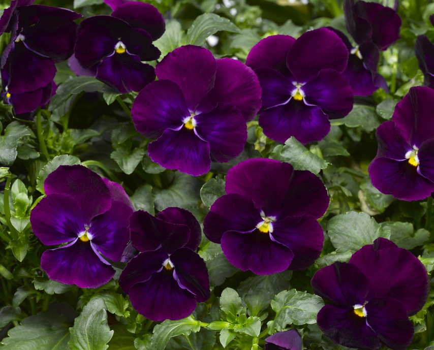 Архив Виола Вандерфолл purple