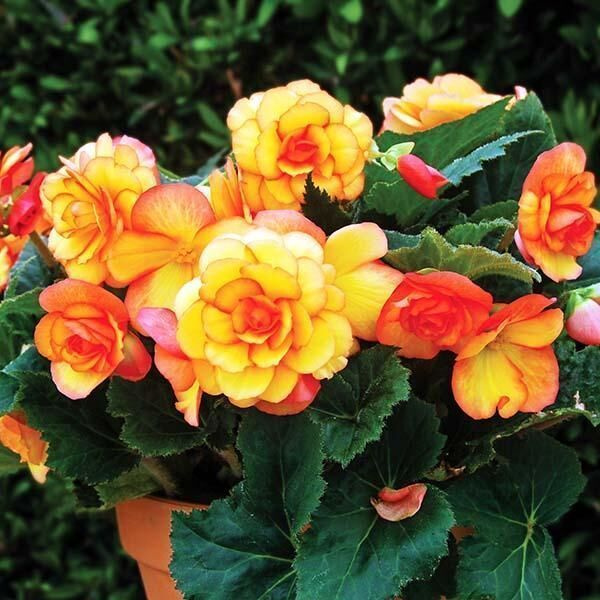 Бегония Он Топ Сан Глоу (драже)