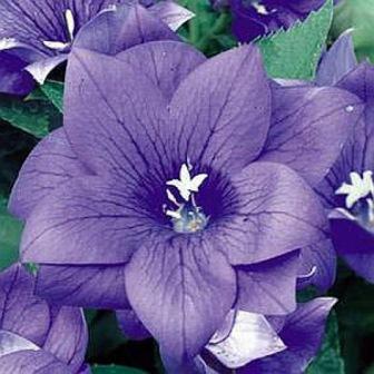 Архив Платикодон Астра полумахровый blue