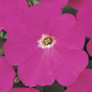 Петуния МИРАЖ КАРМИН