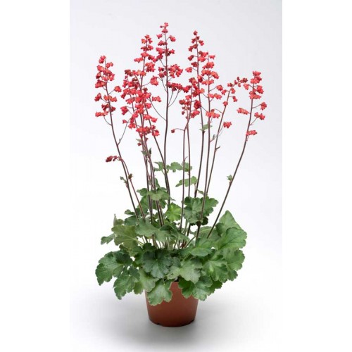 Гейхера КОРАЛ ФОРЕСТ