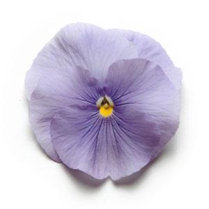 Виола Матрикс light blue