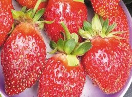 Земляника РУБИНОВЫЙ ВОСТОРГ