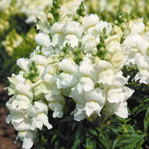Архив Львиный зев Монтего white (драже)