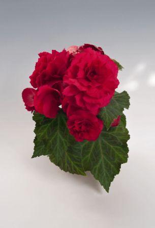 Архив Бегония Нонстоп deep rose