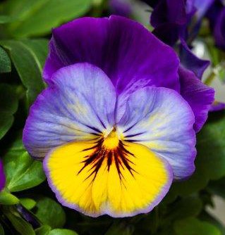 Виола Фрифол morpho