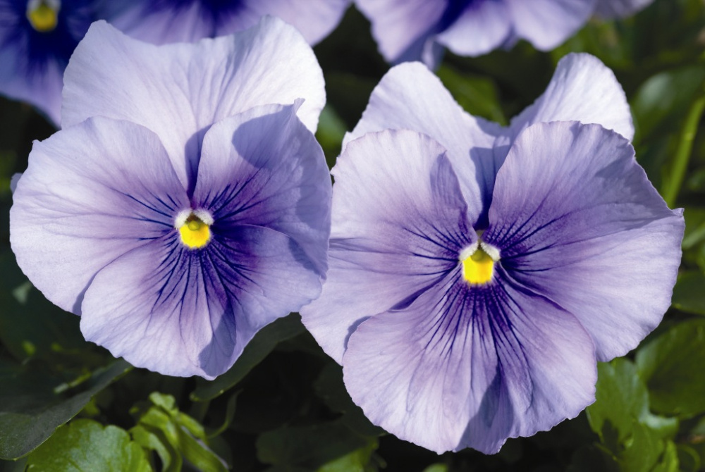 Архив Виола Карма light blue