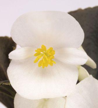 Бегония Найтлайф white (драже)
