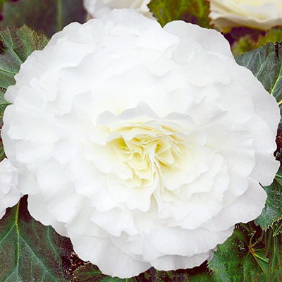 Бегония Фортуна white (драже)