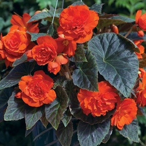 _Бегония Гоу-Гоу orange (драже)