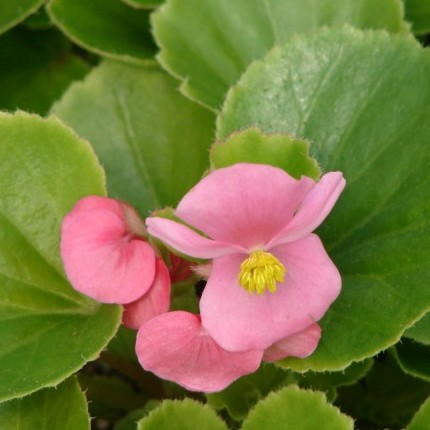 Архив Бегония Эврика green leaf pink (драже)