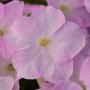 _Петуния Мираж pink chiffon