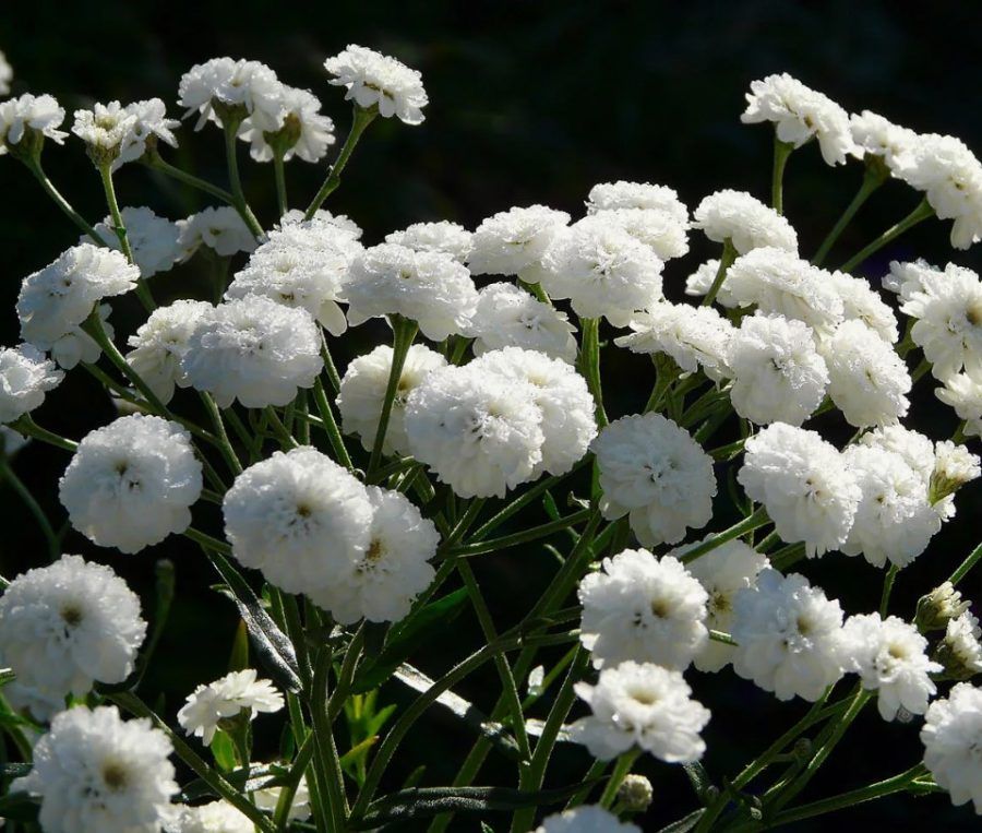 Тысячелистник МАРШМЭЛЛОУ (драже)