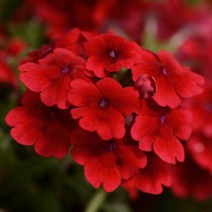 Вербена Кварц XP scarlet