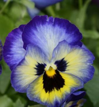 Виола Премьер blueberry thrill