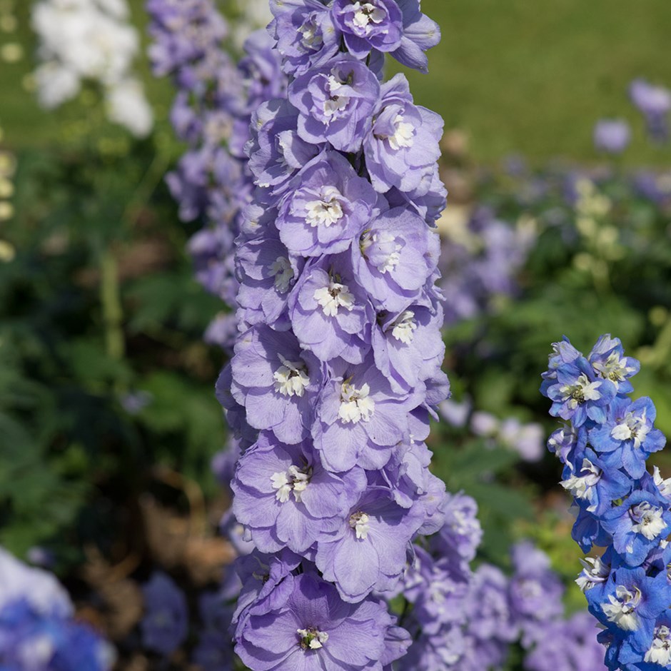 Дельфиниум АВРОРА ЛАВЕНДЕР