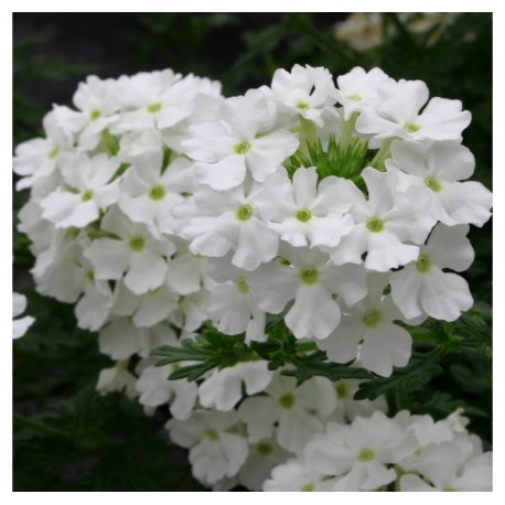 Вербена Обсешн white