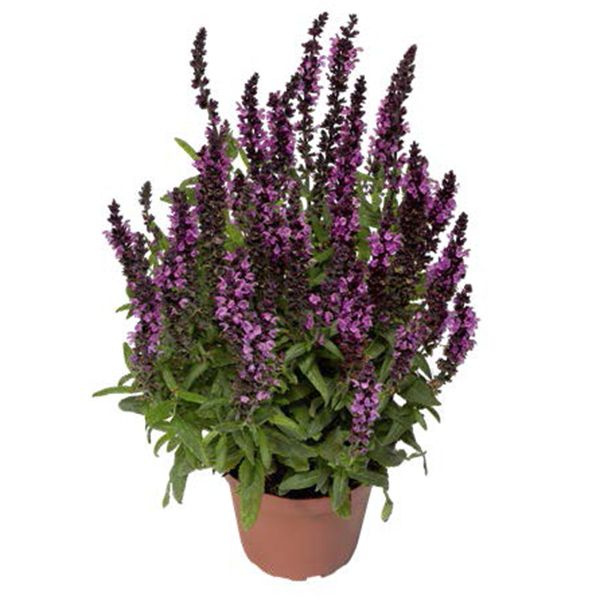 Сальвия МЕРЛО РОУЗ КОМПАКТ