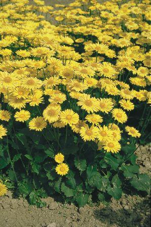 Дороникум ЛИТЛ ЛЕО