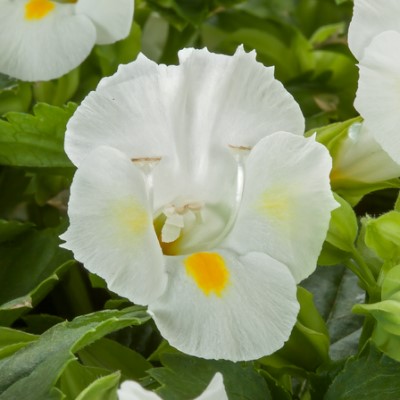 Торения ХАЙ ЛАЙТ УАЙТ (драже)