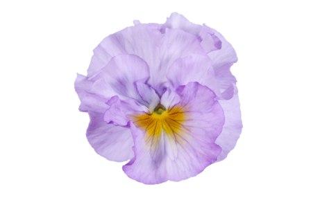 Виола Фламенко soft light azure limonette