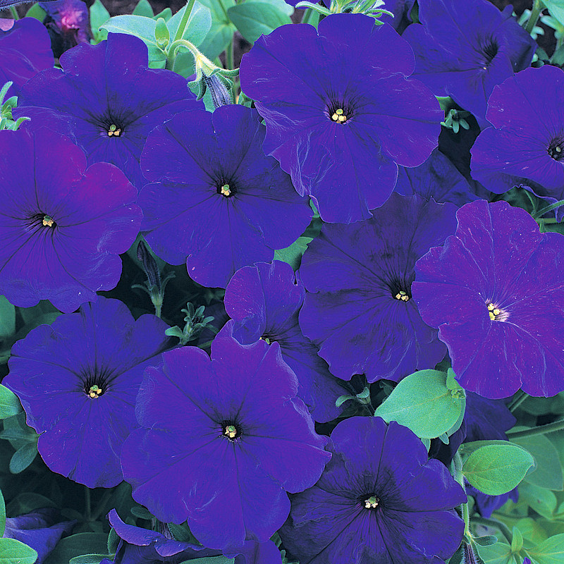 _Петуния Хорайзон blue (драже)