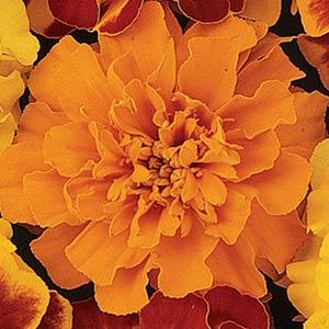 Тагетес Бонанза orange (шлифованные)