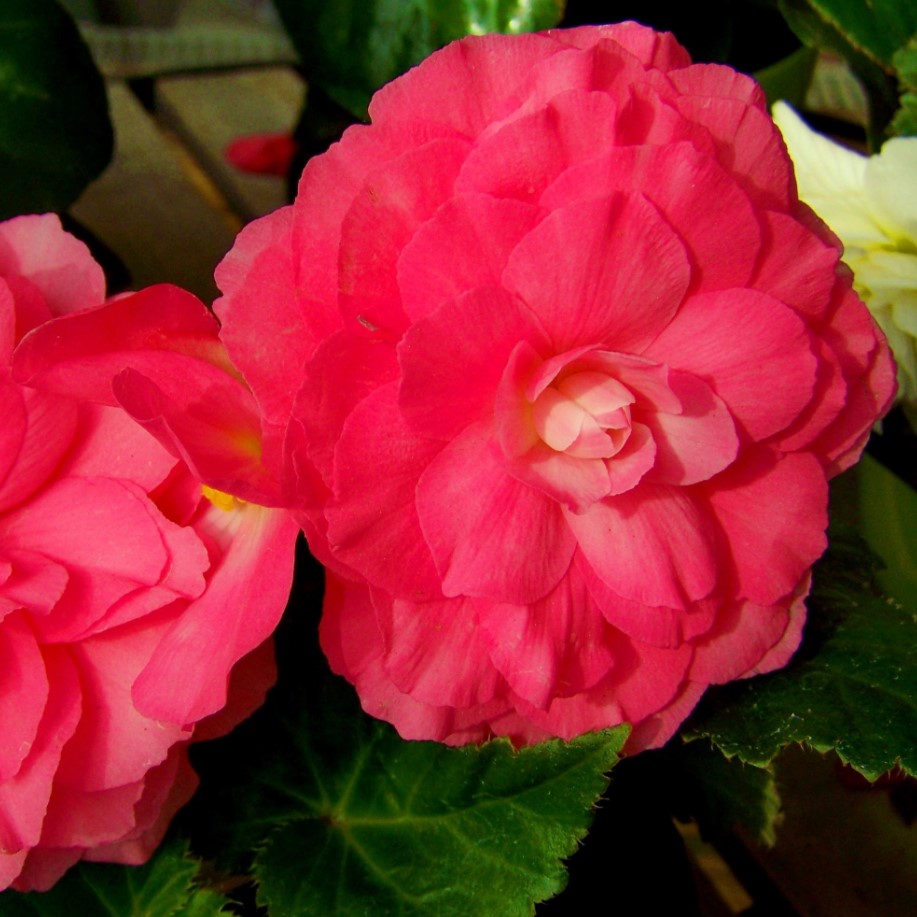 Бегония Фортуна dark rose (драже)