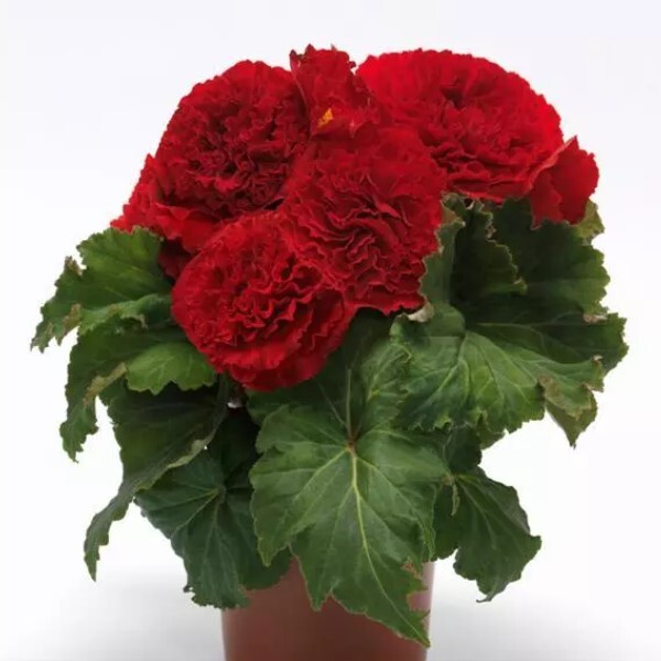 Бегония Амери Хайбрид Раффлд Ред (драже)