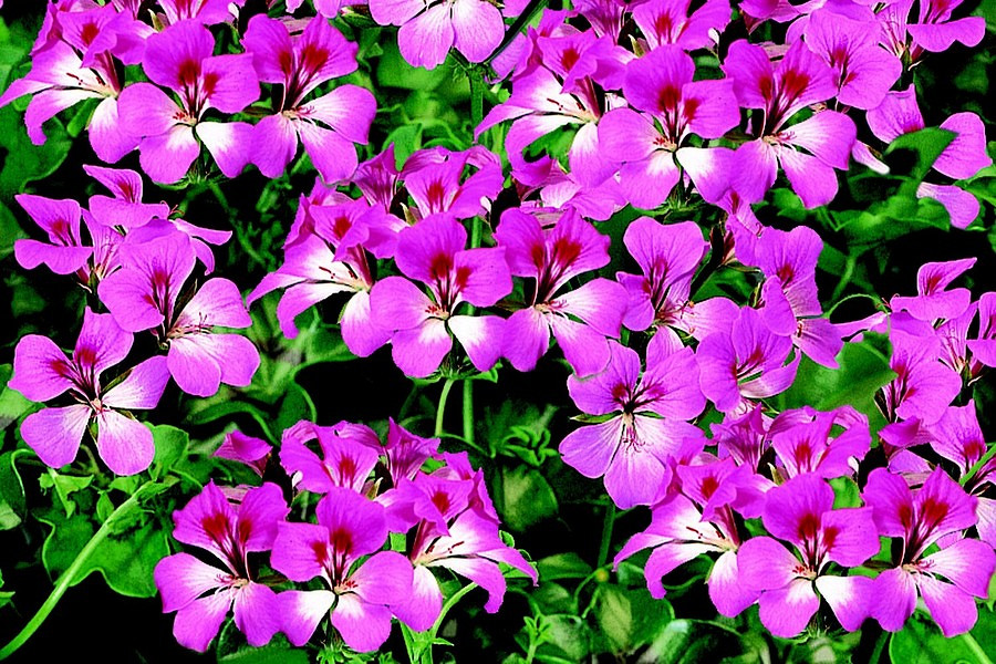 Архив Пеларгония (герань) Торнадо bicolor duet (покрытые оболочкой)