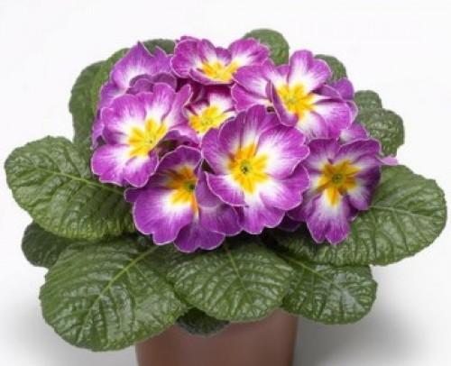 _Примула Примера lilac flame (primed семена)