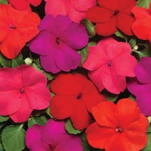 Бальзамин СУПЕР ЭЛФИН XP ХОТ МИКС