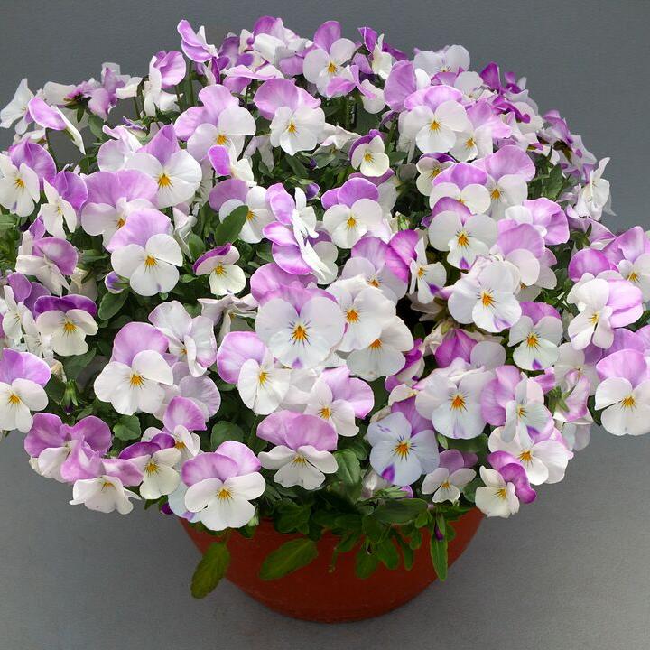 Виола Фрифол white rose wing