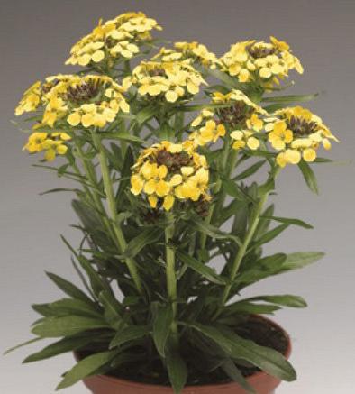 Желтушник (Эризимум) КАНАРИС ЙЕЛЛОУ