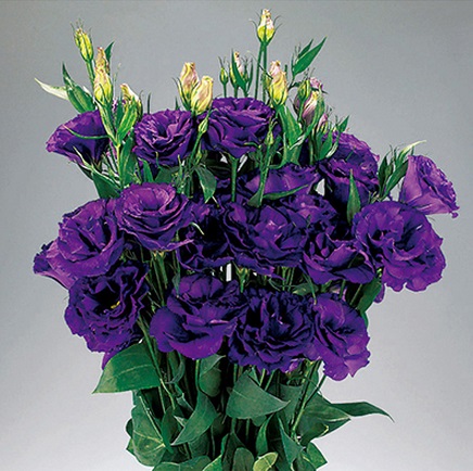 Архив Лизиантус (Эустома) Эдвантадж purple (драже)