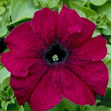 Петуния ТРИТУНИЯ БУРГУНДИ (драже)