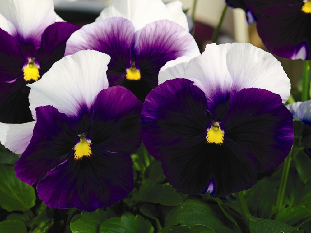 _Виола Марипоза beaconsfield